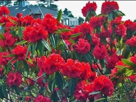 मौसम परिवर्तनको असर : समयअघि नै फुल्यो गुराँस